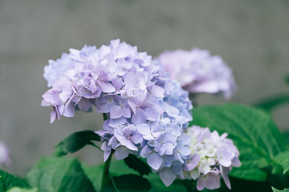 Hortensia