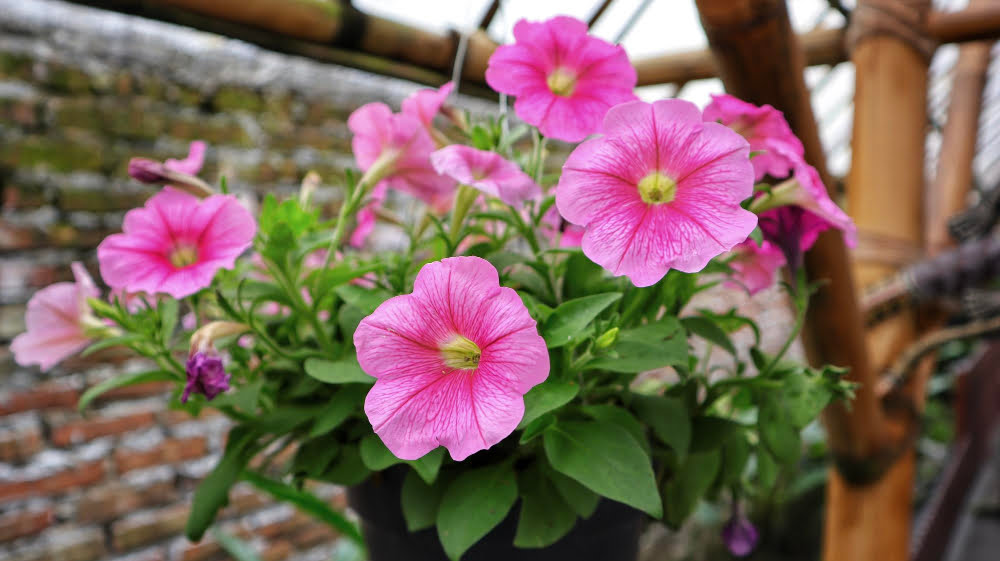 petunia
