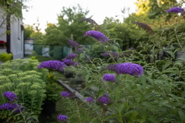 Liliac de vară (Buddleja davidii) – plantare și îngrijire pas cu pas
