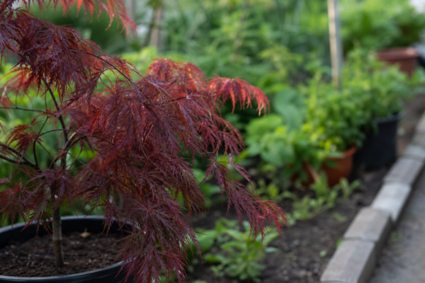 Arțar japonez (Acer palmatum) – ghid practic de plantare și îngrijire