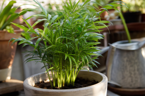 Palmier de cameră (Chamaedorea elegans) – ghid practic de plantare și îngrijire