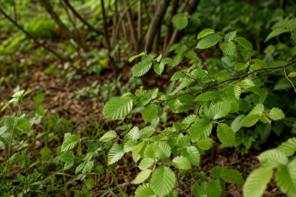 Fag (Fagus sylvatica) – ghid complet de cultivare și îngrijire