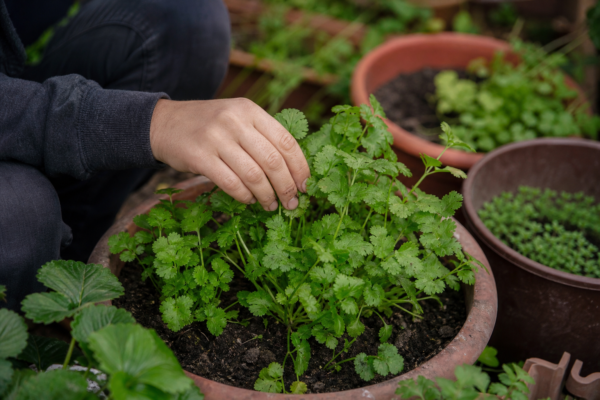 Coriandru (Coriandrum sativum) – ghid complet de cultivare și îngrijire