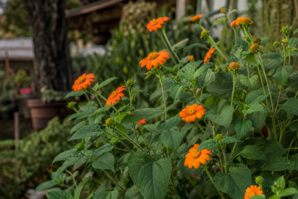 Tithonia rotundifolia – sfaturi pentru plantare, creștere și întreținere