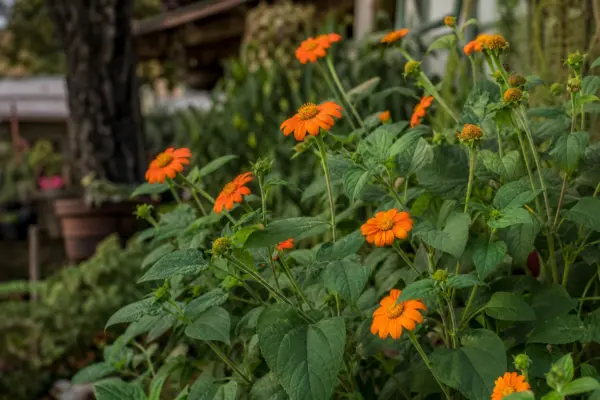 Floarea soarelui mexicană (Tithonia rotundifolia) – sfaturi pentru plantare, creștere și întreținere