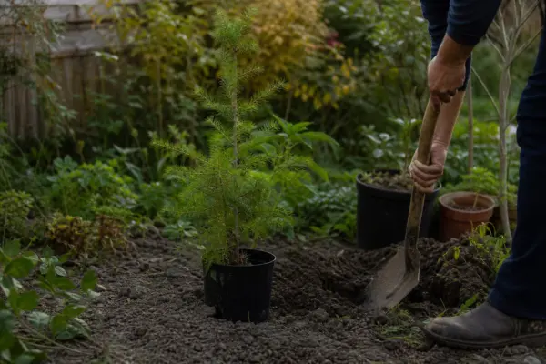 Zadă (Larix decidua) – plantare și îngrijire pas cu pas