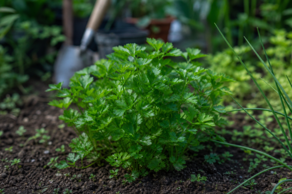 Pătrunjel (Petroselinum crispum) – sfaturi pentru plantare, creștere și întreținere