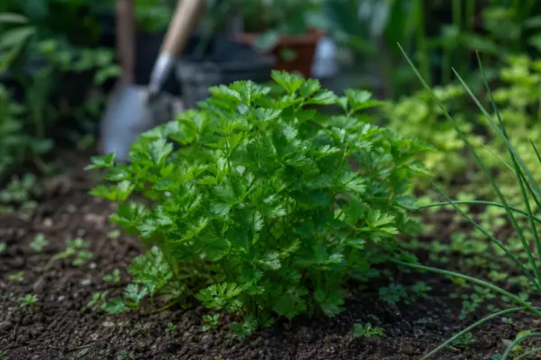 Pătrunjel (Petroselinum crispum) – sfaturi pentru plantare, creștere și întreținere