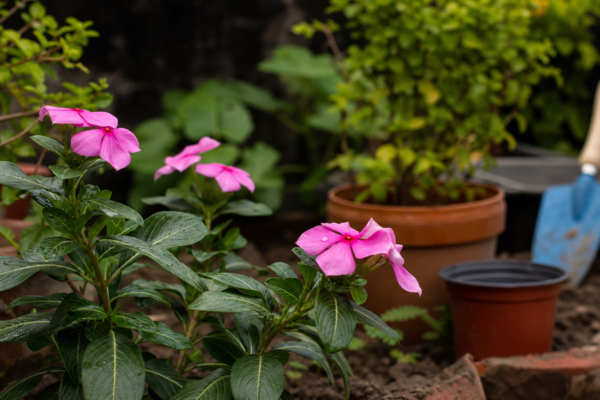 Vinca roz (Catharanthus roseus): cum se plantează și cum se îngrijește corect