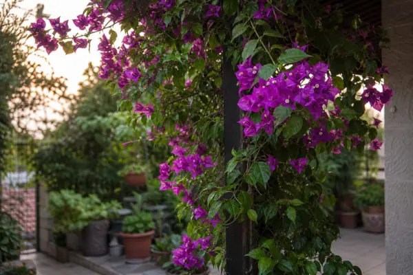 Bougainvillea (Bougainvillea glabra) – tot ce trebuie să știi despre plantare și îngrijire