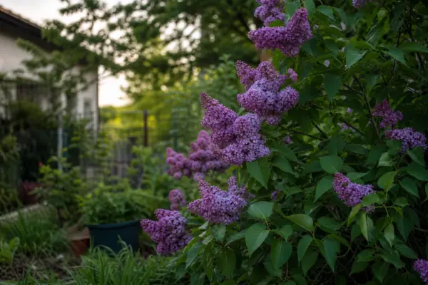 Liliac (Syringa vulgaris) – sfaturi de plantare și îngrijire