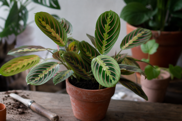 Maranta leuconeura – sfaturi de plantare și îngrijire