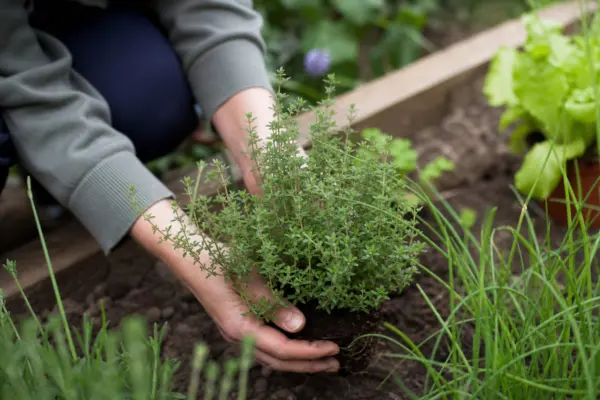 Cimbrișor (Thymus vulgaris) – ghid practic de plantare și îngrijire