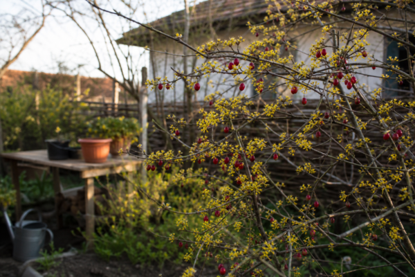 Corn (Cornus mas) – tot ce trebuie să știi despre plantare și îngrijire