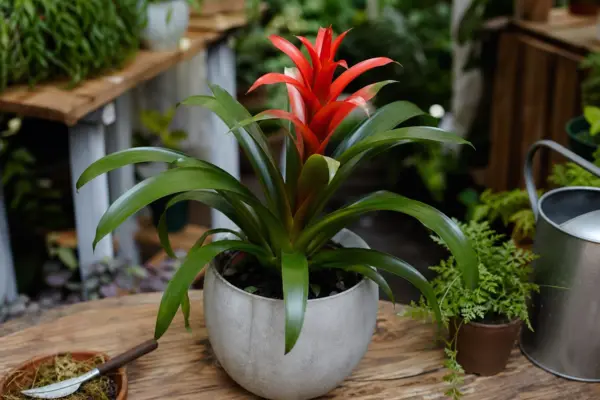 Guzmania – condiții de creștere, plantare și îngrijire