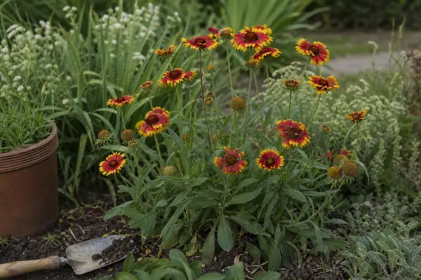 Gaillardia aristata – plantare și îngrijire pas cu pas