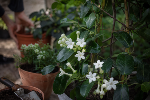 Stephanotis (Stephanotis floribunda) – sfaturi pentru plantare, creștere și întreținere
