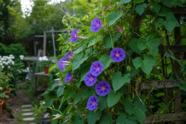 Zorele (Ipomoea purpurea) – plantare și îngrijire pas cu pas