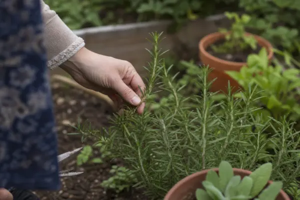 Rozmarin (Rosmarinus officinalis) – ghid complet de cultivare și îngrijire
