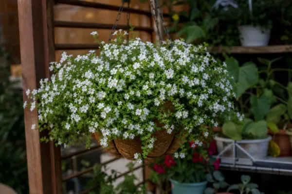 Bacopa (Sutera cordata) – plantare și îngrijire pas cu pas