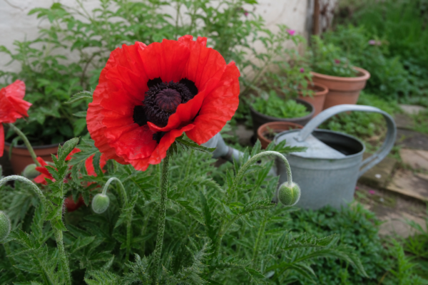 Mac de grădină (Papaver orientale) – sfaturi de plantare și îngrijire