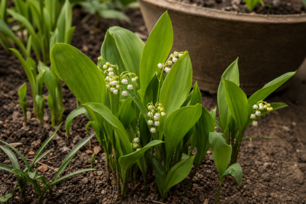 Lăcrămioare (Convallaria majalis) – plantare, udare și întreținere