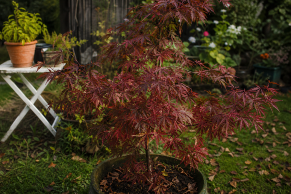 Arțar roșu (Acer rubrum) – condiții de creștere, plantare și îngrijire
