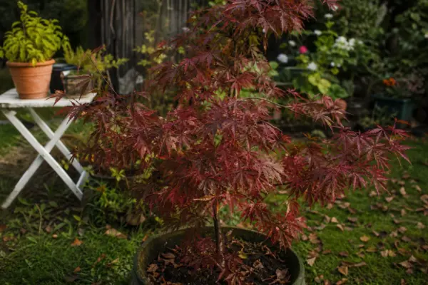 Arțar roșu (Acer rubrum) – condiții de creștere, plantare și îngrijire
