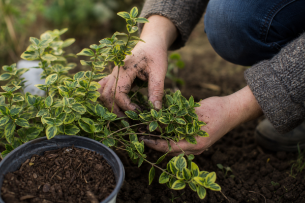 Evonim (Euonymus fortunei): ce condiții cere și cum o îngrijești