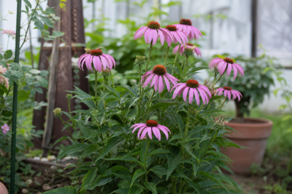 Echinacea purpurea – condiții de creștere, plantare și îngrijire