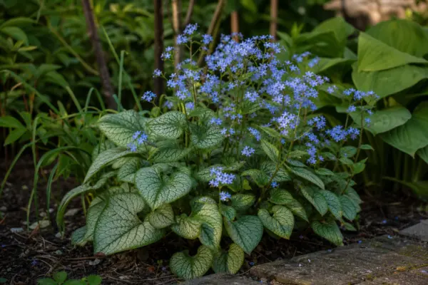 Brunnera macrophylla: cum se plantează și cum se îngrijește corect