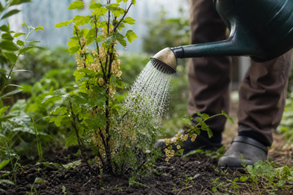 Coacăz alb (Ribes rubrum) – plantare, udare și întreținere