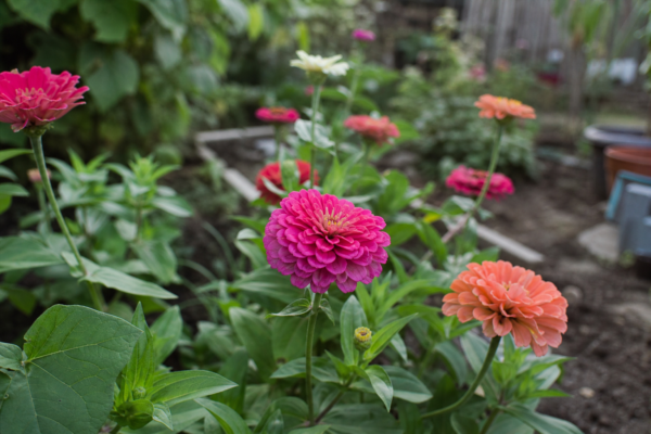 Zinnia elegans – ghid complet de cultivare și îngrijire