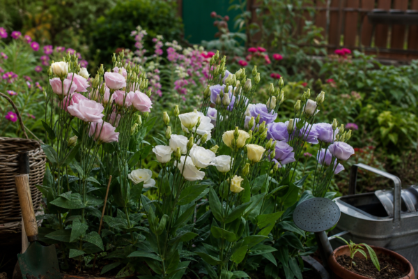 Lisianthus (Eustoma grandiflorum) – de la plantare la întreținerea de zi cu zi