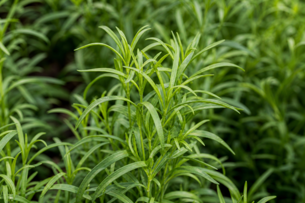 Tarhonul (Artemisia dracunculus): plantare și îngrijire