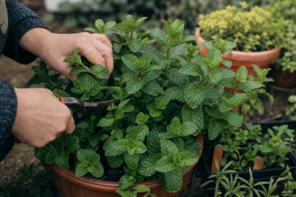 Menta (Mentha piperita) – condiții de creștere, plantare și îngrijire