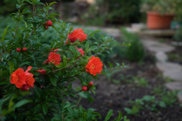 Rodie ornamentală (Punica granatum) – ghid practic de plantare și îngrijire