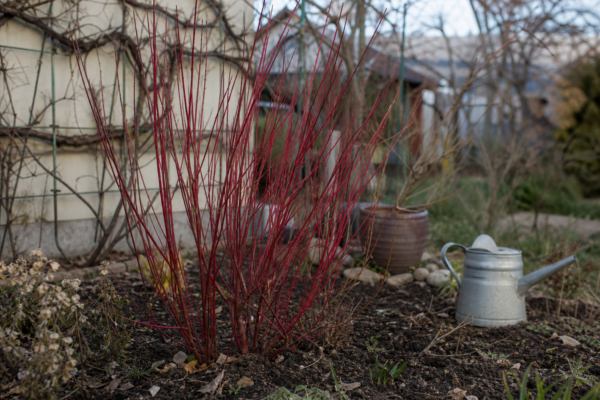 Cornus alba – tot ce trebuie să știi despre plantare și îngrijire
