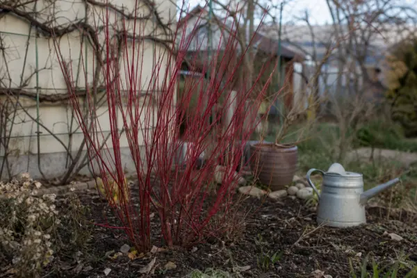 Sânger alb (Cornus alba) – tot ce trebuie să știi despre plantare și îngrijire