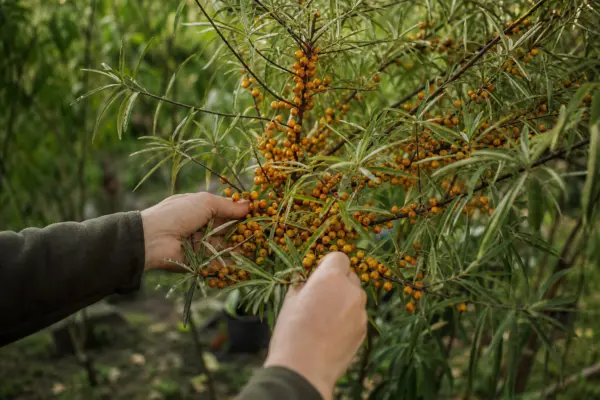 Cătină (Hippophae rhamnoides) – plantare, udare și întreținere