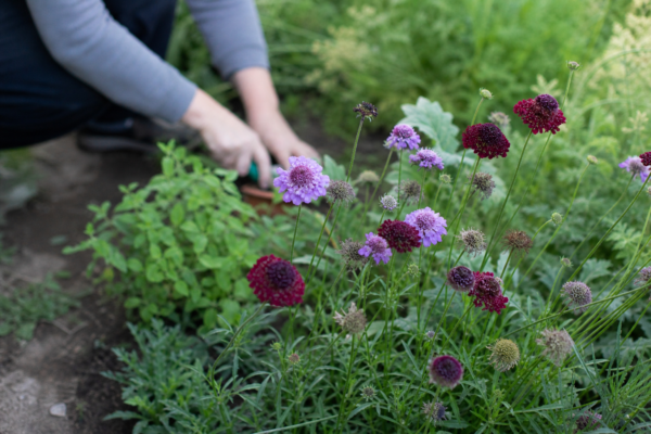 Scabiosa atropurpurea – plantare, îngrijire și greșeli de evitat