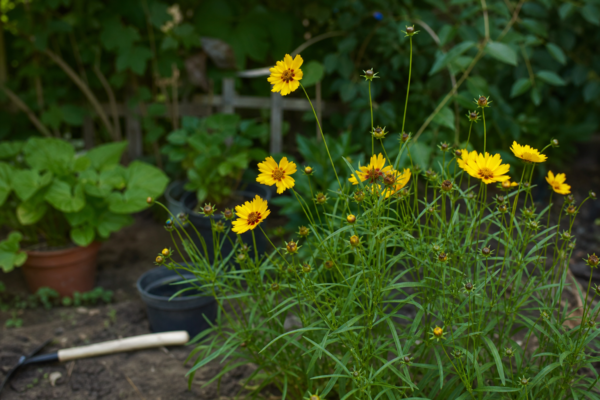 Coreopsis grandiflora – plantare și îngrijire pas cu pas