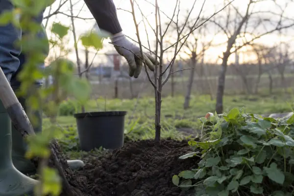 Cireș (Prunus avium) – ghid practic de plantare și îngrijire