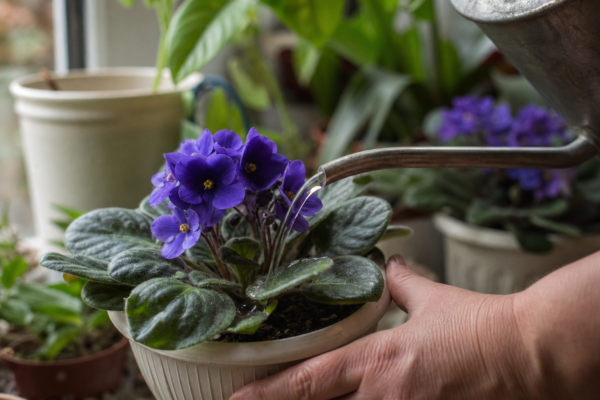 Violeta africană (Saintpaulia ionantha) – plantare, udare și întreținere