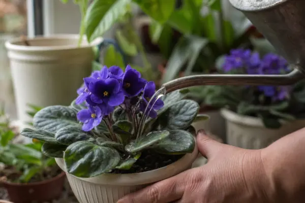 Violeta africană (Saintpaulia ionantha) – plantare, udare și întreținere