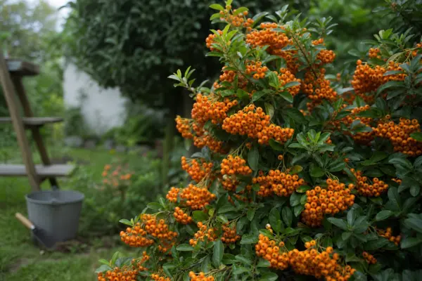 Pyracantha (Pyracantha coccinea) – tot ce trebuie să știi despre plantare și îngrijire