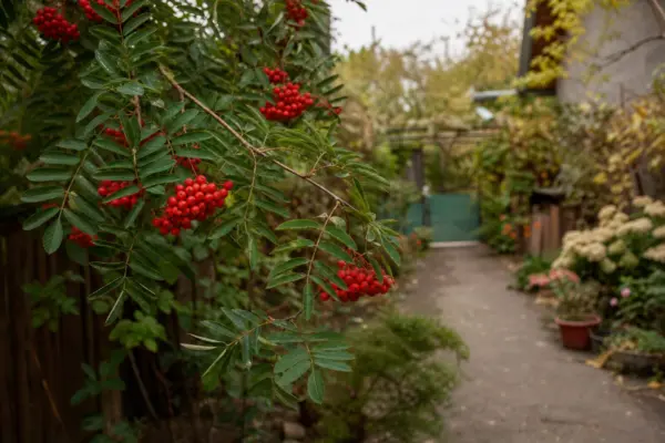 Scoruș (Sorbus aucuparia) – ghid practic de plantare și îngrijire