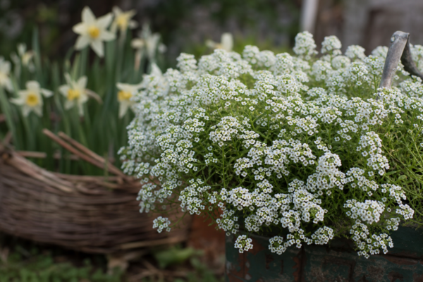 Ciucușoară (Lobularia maritima) – ghid complet de cultivare și îngrijire