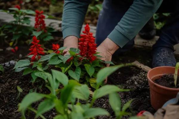 Salvie roșie (Salvia splendens) – ghid practic de plantare și îngrijire