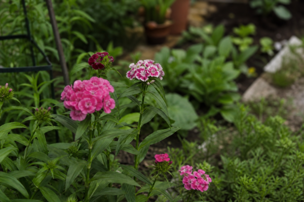 Barba împăratului (Dianthus barbatus): cum se plantează și cum se îngrijește corect